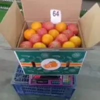 Valencia Orange