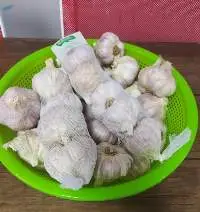 Red Garlic