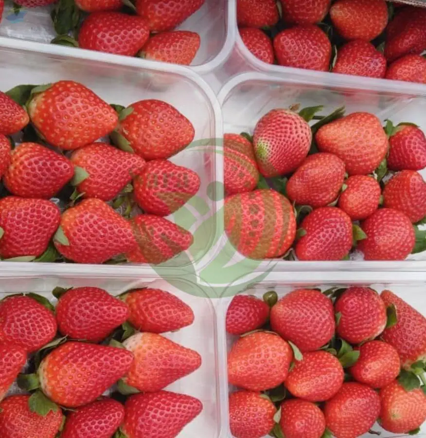 Fresh Strawberries