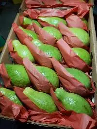 Fresh Guava