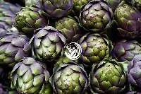 Fresh Artichoke