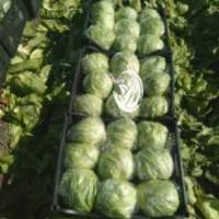 Lettuce