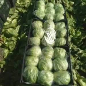 Lettuce