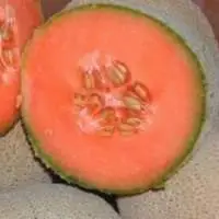 Cantaloupe Orange Melon