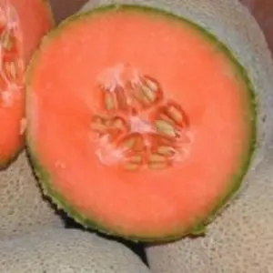 Cantaloupe Orange Melon