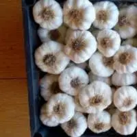 Fresh White Garlic