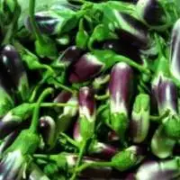 Egg Plant