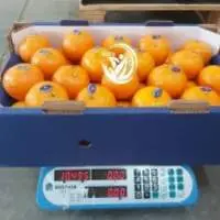 Fresh Mandarin (Tangerine-Morccut)