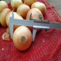 Fresh Onions 2019