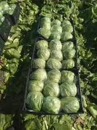 Lettuce