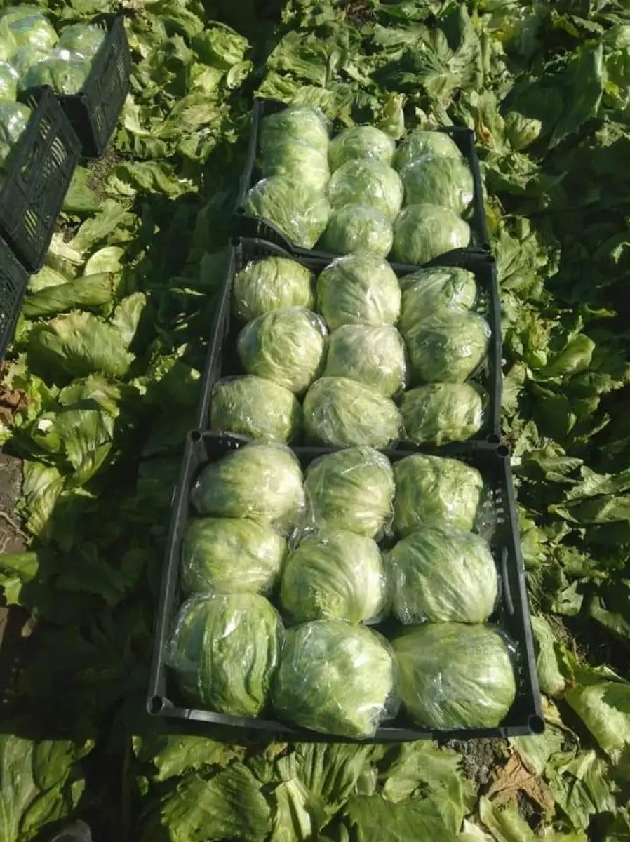 Lettuce