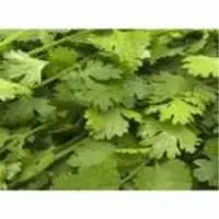 Coriander