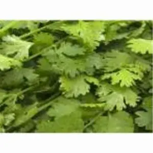 Coriander