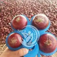 Red Onion