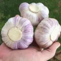 Fresh Red Garlic