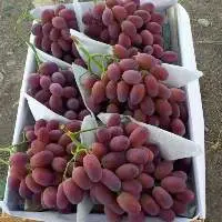 Grapes