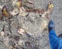 Cow (Bull) Head Skins