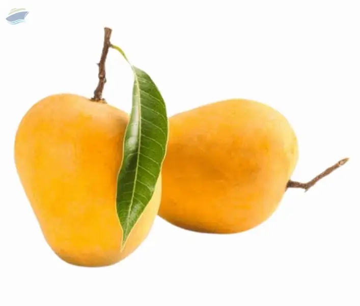 Mango (Alphonso)