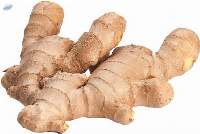 Ginger