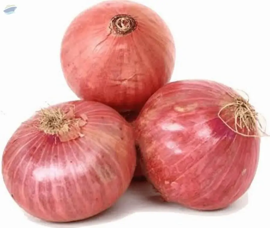 Onion