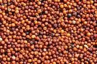Ragi (Finger Millet)