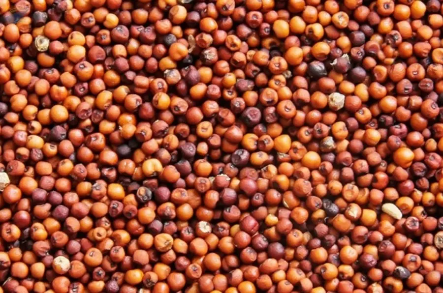 Ragi (Finger Millet)