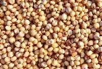 Jowar (Sorghum)