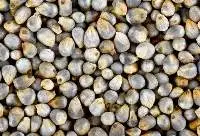Bajra (Pearl Millet)