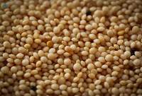 Amaranth
