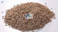 Fennel Seeds