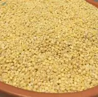 Proso Millet