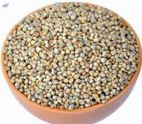 Pearl Millet
