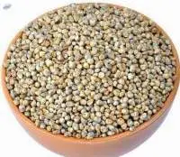 Pearl Millet