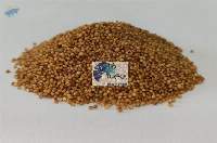 Kodo Millet