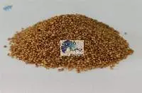 Kodo Millet