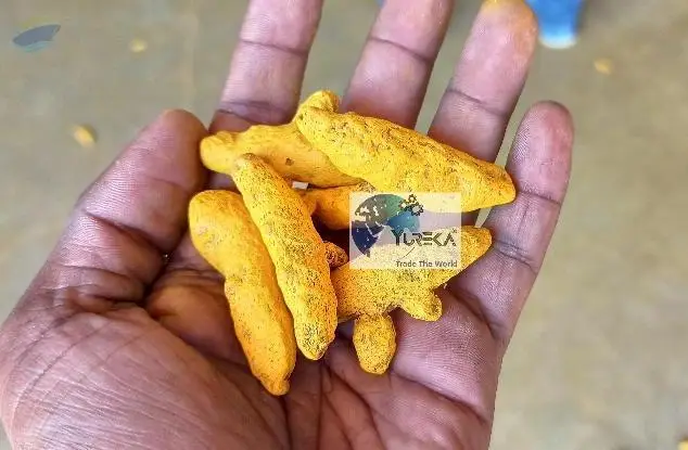 Turmeric