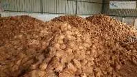 Semi Husked Coconut