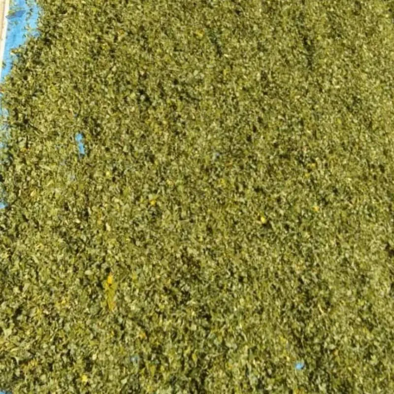 Moringa Oleifera Dried Leaf