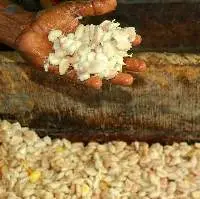 Premium Grade 1 Fermented Cocoa Beans