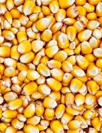 Yellow Corn Maize