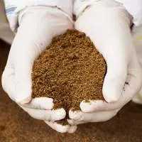 Fish Meal
