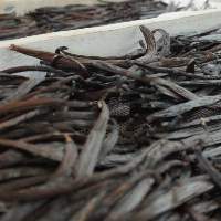 Vanilla Beans  Grade B Whole Sale  (6-7"  $235)