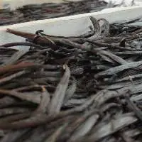 Vanilla Beans  Grade B Whole Sale  (6-7"  $235)