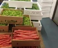 Carrot