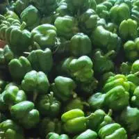 Fresh Capsicum