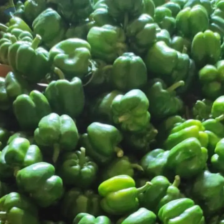 Fresh Capsicum