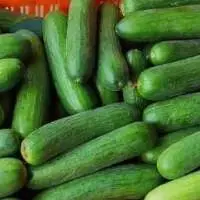 Cucumber