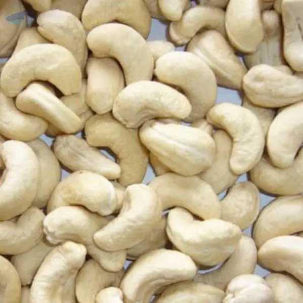 Cashew