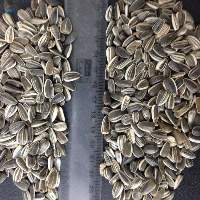 Sunflower Seeds