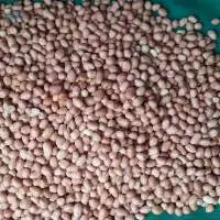 Peanut Java Quality (Pink Skin)